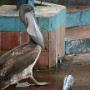 ook voor pelikanen